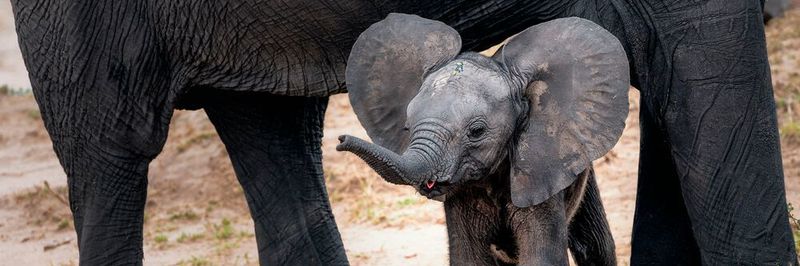 Mit der „Elefant im Raum“-Methode weisen Sie auf Probleme im Unternehmen hin, die nicht offen angesprochen werden, aber unbedingt angesprochen werden sollten! Warum Elefant? Weil es um etwas wirklich Großes geht.