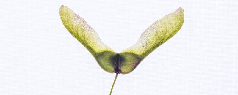 Inspiriert von Ahorn-Samen sollen die Bio-Roboter Boden- und Klimaqualität untersuchen.
