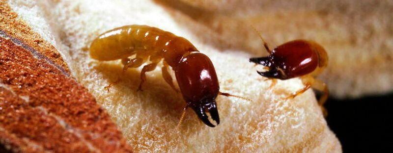Die Bundesanstalt für Materialforschung und -prüfung unterhält die weltweit größte Termitenzucht mit 25 der schädlichsten Arten aus der ganzen Welt.