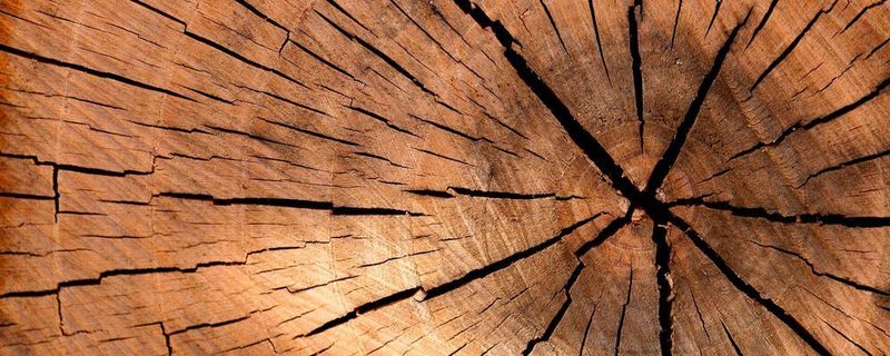 Forschende haben eine neue Methode entwickelt, wie aus Holz Strom erzeugt werden kann.