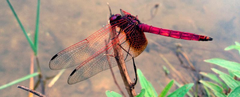 Insekten kollidieren während des Fluges etwa einmal pro Sekunde mit kleinen Hindernissen wie Blüten, Blättern oder Ästen, ohne dabei größeren Schaden zu nehmen.
