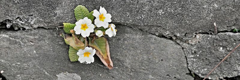 Resilienz oder Widerstandskraft ist laut Duden die Fähigkeit, schwierige Lebenssituationen ohne anhaltende Beeinträchtigung zu überstehen.