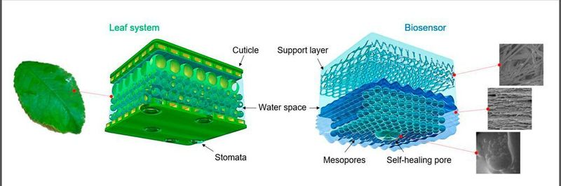Zellulose als Material: Die Grafik zeigt die Struktur des Biosensors, welche sich an der Struktur eines Blattes orientiert.