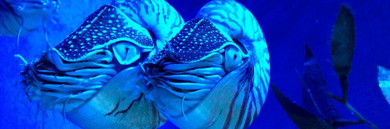 Es scheint, dass die Menschen schon immer von der Tiergattung Nautilus fasziniert waren; so heißt das U-Boot in verschiedenen Jules-Verne-Romanen Nautilus und nun eine „Ceph“-Version, die unter anderem von „Proxmox VE 6.4“ unterstützt wird.