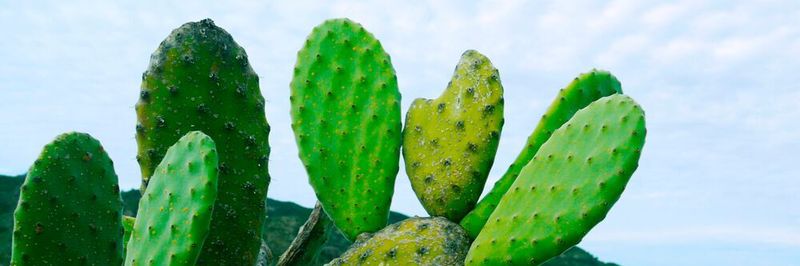 Hyperledger Cactus ermöglicht die Verbindung mehrerer Blockchains oder DLTs im Unternehmen. Dadurch kann die DLT-Fragmentierung zuverlässig verhindert werden. Funktionen aus den DLTs stehen auch in den anderen DLTs im Netzwerk zur Verfügung, auch zwischen Partnerunternehmen.