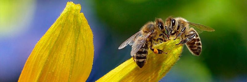 Um das Bienensterben zu erforschen, entwickeln Wissenschaftler Sensoren für Bienen.