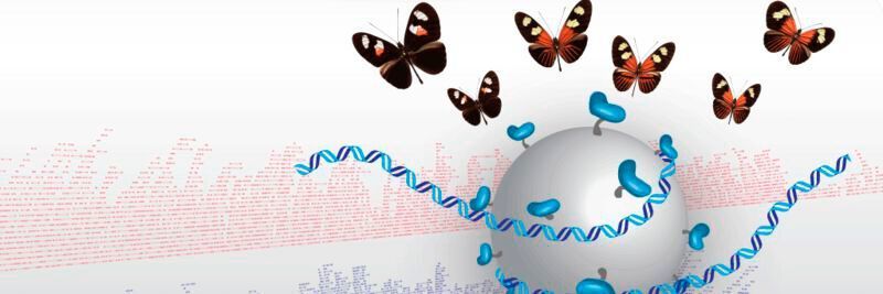 Mit mikroskopisch kleinen Perlen werden DNA-Stränge markiert, um sie nach dem Auslesen per Gensequenzierung leicht wieder richtig zusammenzusetzen.