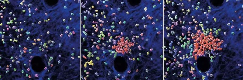 Blick in lebendes Gewebe der Maus. Einzelne Neutrophile ziehen weitere Zellen an, um die Bildung eines Neutrophilenschwarms und -clusters zu initiieren. Die Abbildungen zeigen verschiedene Zeitpunkte einer 30-minütigen Zeitsequenz. Neutrophile (mehrfarbig), Neutrophilen-Cluster (rot) und strukturelle Komponenten der Mäusehaut (blau) sind mit verschiedenen Farben dargestellt.