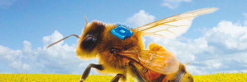 Konzept eines bienengetragenen RFID-Sensors, der unterstützt durch eine miniaturisierte Batterie des Fraunhofer IZMs die Forschung zur Bienengesundheit vorantreiben soll.
