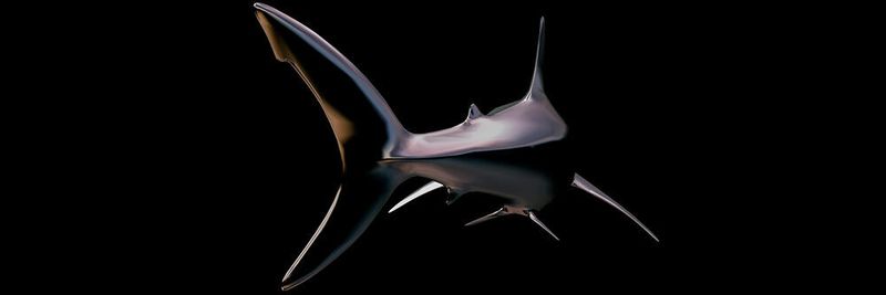 WireShark ist der Hai unter den Netzwerk- und Protokoll-Anaylsetools – doch seine Bedienung ist nicht ganz trivial.