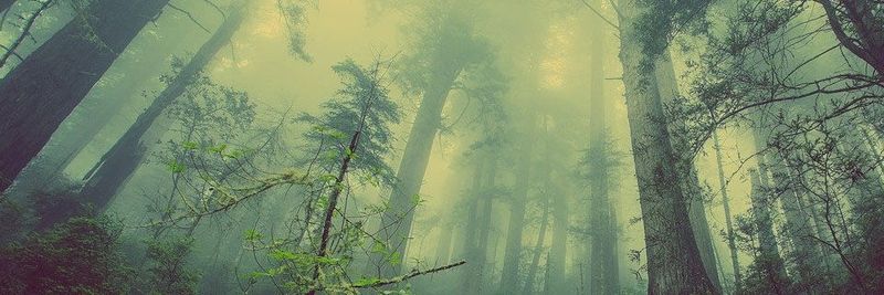 Ziel von DWH 4.0 ist es, den Wald als digitaler Zwilling abzubilden, um die Folgen des Klimawandels zu analysieren und eine nachhaltige Nutzung im Rahmen der Forst- und Holzwirtschaft zu ermöglichen.