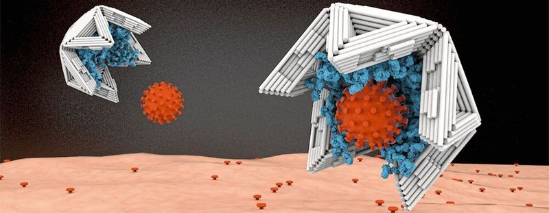 Auf der Innenseite mit Virus-bindenden Molekülen ausgekleidet, binden Nano-Halbschalen aus DNA-Material Viren an sich und machen sie damit unschädlich.