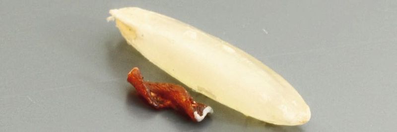 Der Mikroroboter ist 3 mm lang und 1,2 mm im Durchmesser und ist damit kleiner als ein Reiskorn. Er wurde 3D-gedruckt und magnetisch beschichtet.