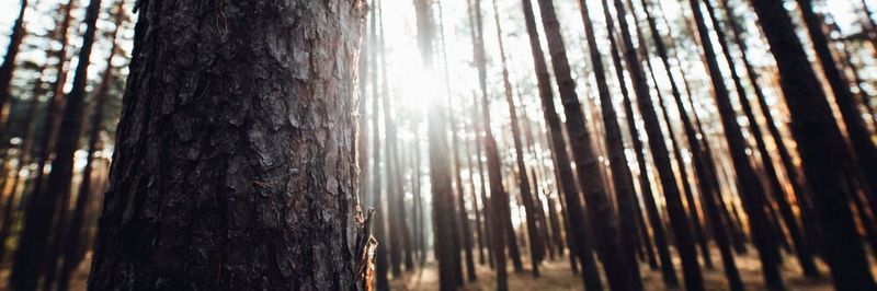 Richtig eingesetzt, ist die Digitalisierung ein wirksamer Hebel, um Ressourcen zu sparen und die Umwelt zu schonen.