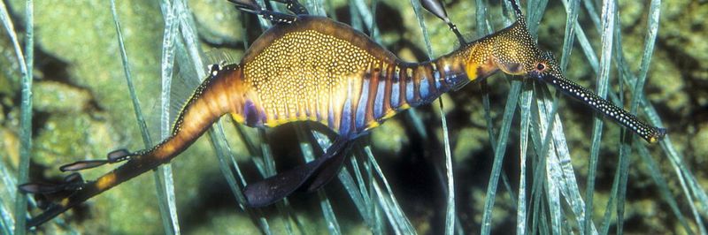 Seedrachen (Phyllopetryx taeniolatus) leben im Westen und Süden Australiens. Sie gehören zur Seepferdchen-Familie, wobei sie evolutionsgeschichtlich ältere Verwandte darstellen als die Seepferdchen selbst.