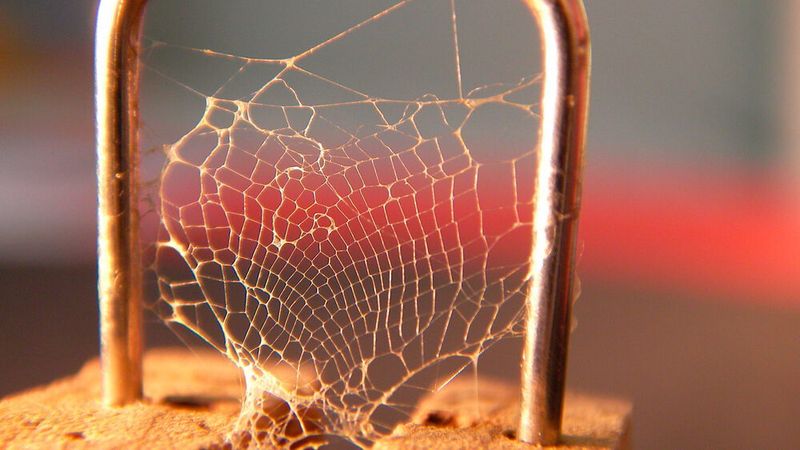 Die Reuse einer Köcherfliegenart, die zwar keine Köcher baut, aber dafür Unterwassernetze, um Beute zu fangen. An der Uni Bayreuth untersucht man im Rahmen des „INTERREG“-Programms die bioadhäsiven Eiweiße, aus denen in Gewässern lebende Insektenlarven ihre Konstruktionen aufbauen.