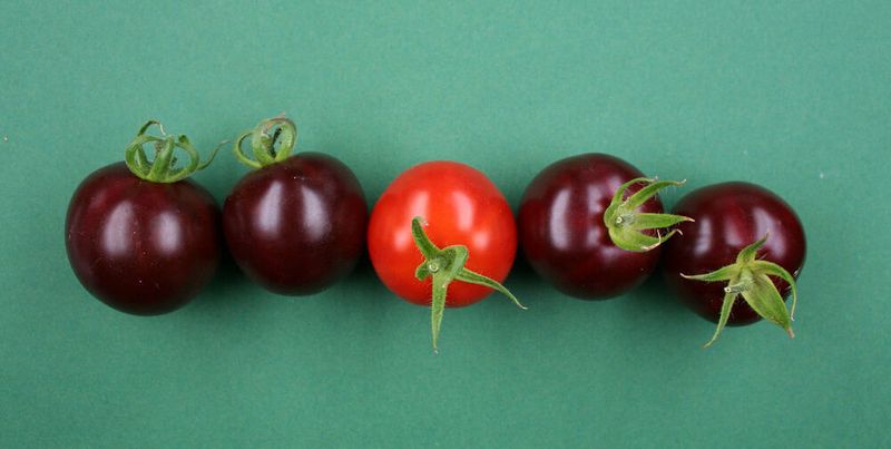 Violette Tomaten im Vergleich zu einer nicht veränderten Frucht (Mitte).