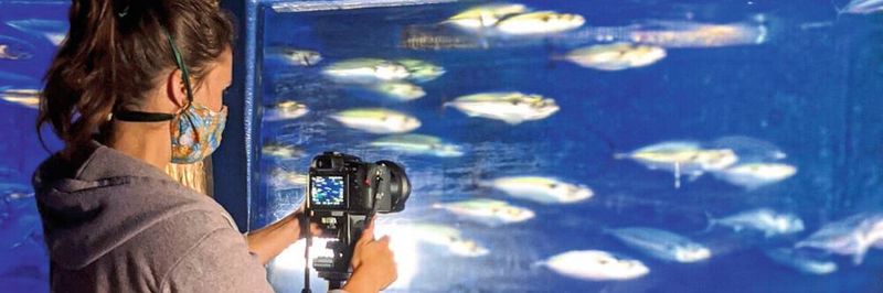 Doktorandin Leandra Hamann filmt filtrierende Makrelen im Sealife Oberhausen.