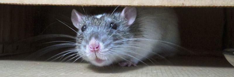 Ob eine Maus ihren Partner interessant findet, hängt auch vom Hormonpegel und dem darüber beeinflussten Geruchssinn des Weibchens ab (Symbolbild).