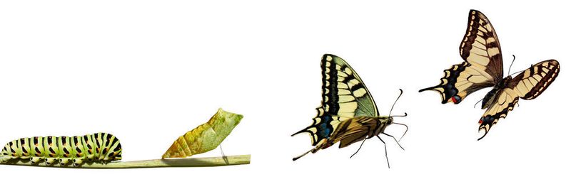 Die Digitale Transformation ist wie die Verwandlung eines Schmetterlings.
