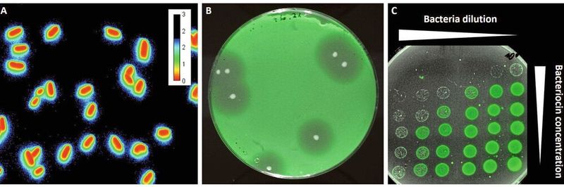 Fluoreszierende Sensorbakterien, helfen den Forschenden dabei, antimikrobielle Peptide wie Bacteriocine zu detektieren. Die Fluoreszenzmikroskopischen Aufnahmen zeigen einzelne Bakterien (A) bzw. Kulturen auf Agarplatten (B und C). (A) Bei Kontakt mit dem Bacteriocin leuchten die Sensorbakterien im Außenbereich blau-grün. (B) Rund um die weißen Kolonien eines Bacteriocin-Produzenten sind deutlich die Hemmhöfe im Rasen der fluoreszenten Sensorbakterien zu sehen. (C) In Abhängigkeit zur Verdünnung (von rechts nach links zunehmend) und der Bacteriocin-Konzentration (von unten nach oben zunehmend) wird das Wachstum der Sensorbakterien gehemmt.