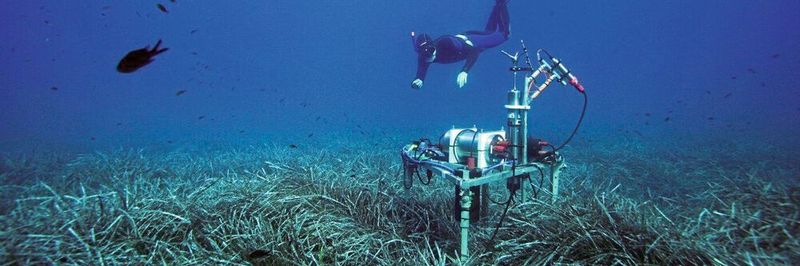 Ein Forschender des Max-Planck-Instituts für Marine Mikrobiologie bei der Probennahme in Seegraswiesen im Mittelmeer. Das Messgerät bestimmt den Sauerstoffgehalt im Meeresboden.