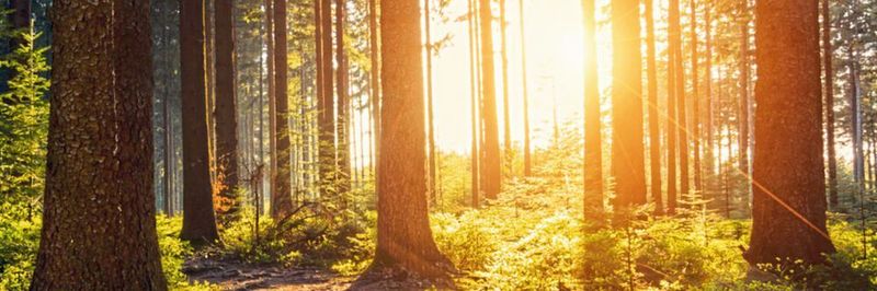 Damit der Wald nicht brennt: Infineon und Rainforest Connection entwickeln ein Echtzeit-Monitoring-System zum Aufspüren von Waldbränden in einigen der empfindlichsten Wälder der Erde.