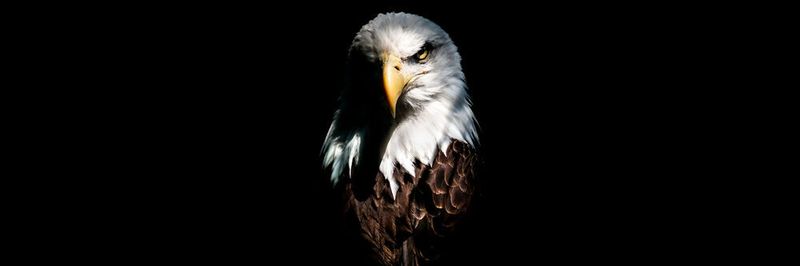 Mit dem Quantenprozessor „Eagle“ prescht IBM bei der Weiterentwicklung von Quantencomputern vor.