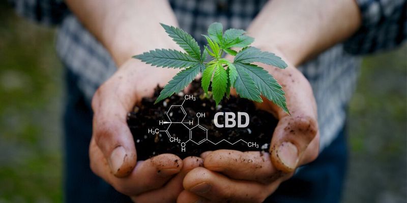 Abb. 1: Die kommerzielle Nutzung von Cannabis erfordert eine umfassende und effiziente
Analytik der Inhaltsstoffe.