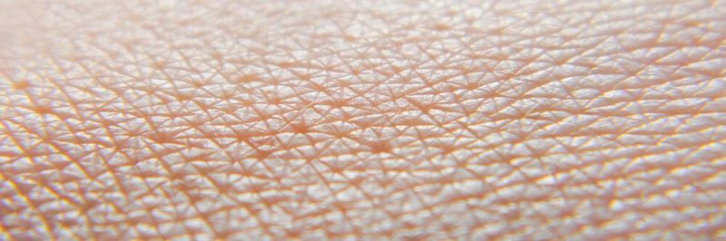 Die Technologie von Revivo Biosystems nutzt ein Modell menschlicher Haut für Testverfahren.