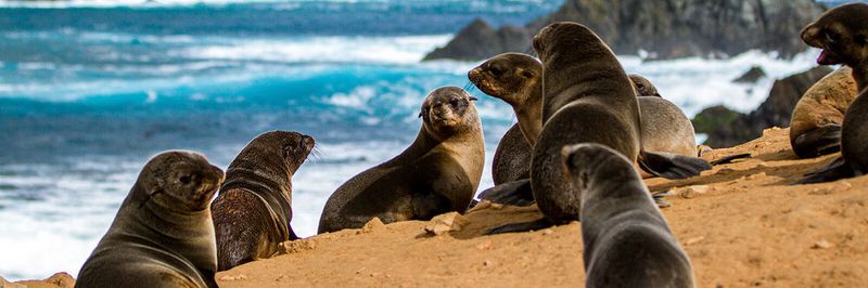 Robinson Crusoe Island: Unter anderem bedroht der Klimawandel die Felsenhummer, die die Inselgemeinschaft ernähren. Invasive Coatimundi, Ziegen, verwilderte Katzen, Kaninchen und Nagetiere haben zudem einen starken Rückgang des Waldes und des Bodens verursacht. Jetzt werden Freiwillige zur Rettung gesucht.
