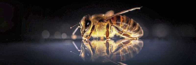 „Unsere“ Honigbiene, Apis mellifera