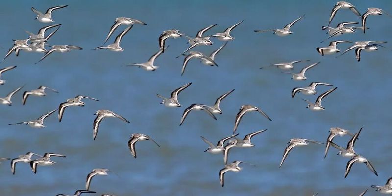 Ein Schwarm Sanderlinge (Calidris alba), ein Langstreckenzieher unter den Küstenvögeln. Wahrscheinlich profitieren die Tiere von der hellen Färbung, um eine Überhitzung während der Wanderung zu vermeiden.