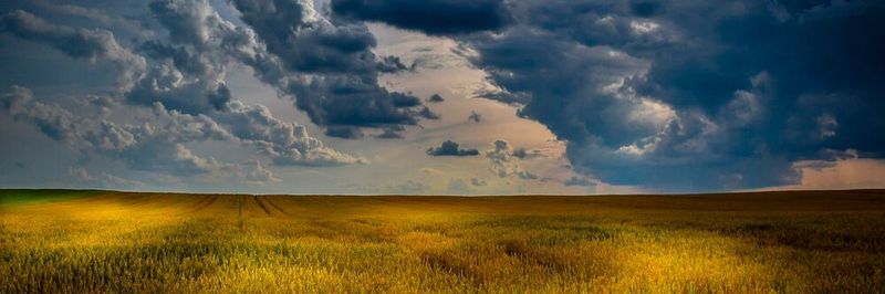 Nicht nur schlechtes Wetter gefährdet die Ernte.