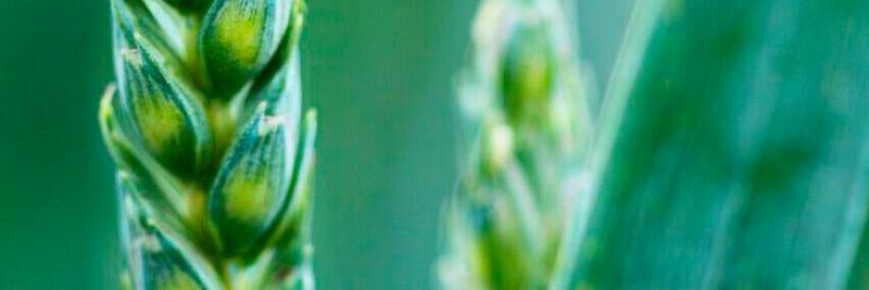 Macht ausgerechnet die RED-II-Richtlinie der Bioenergie das Leben schwer?