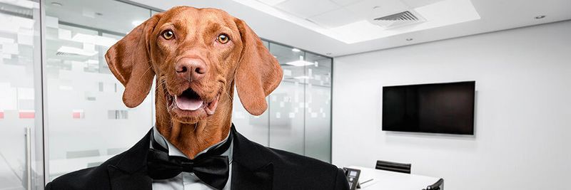 Intensiver Wettbewerb, Kräftemessen, Herdentrieb und das Recht des Stärkeren – im Management vieler Unternehmen und allgemein in der Wirtschaftswelt geht es ganz schön tierisch zu.