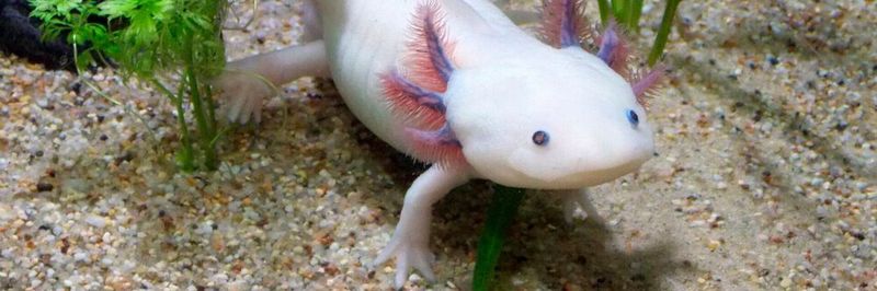 So wie das Axolotl nie seinem Larvenstadium entwächst, ist auch eine als Perpetual Beta ausgelieferte Software nie ganz fertig.