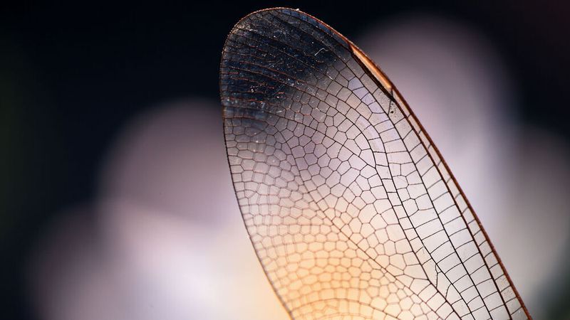 Von der Natur lernen: Mithilfe Künstlicher Intelligenz kann das Potenzial bionischer Prinzipien in Punkto Nachhaltigkeit weiter ausgeschöpft werden.