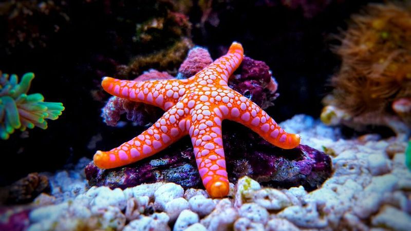 Weichtiere wie Seesterne können sich tarnen, indem sie rasch ihre Form anpassen oder die Farbe des Untergrunds annehmen.