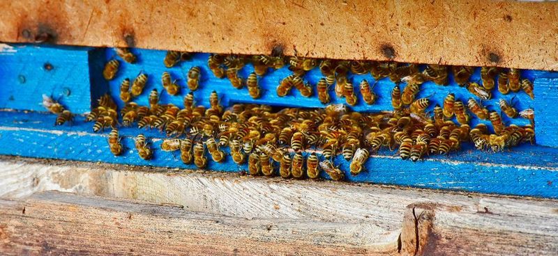 Der Ausbruch des Vulkans Hunga Tonga im Pazifik schickte Druckwellen bis nach Deutschland. Sie wurden hier auch von High-Tech-Bienenstöcken registriert. (Symbolbild)
