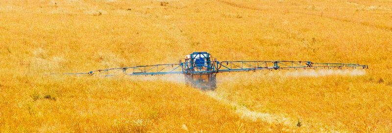 A new study suggests children at high risk of exposure to a popular weed killer.