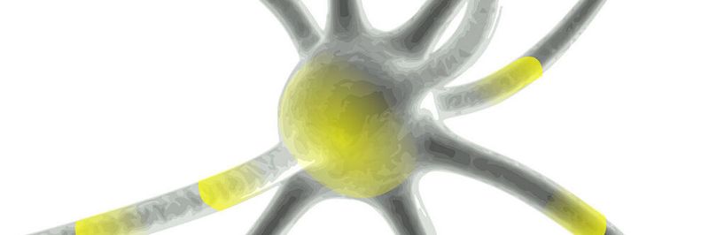 Ein Neuron ist eine Zelle, die mit Hilfe von elektrischen und chemischen Signalen Informationen aufnimmt, verarbeitet und weitergibt. Durch zeitverzögertes Ansteuern - In- und Output- kann ein Neuron in einem neuronalen Netz nacheinander die Rollen aller Neuronen einnehmen.