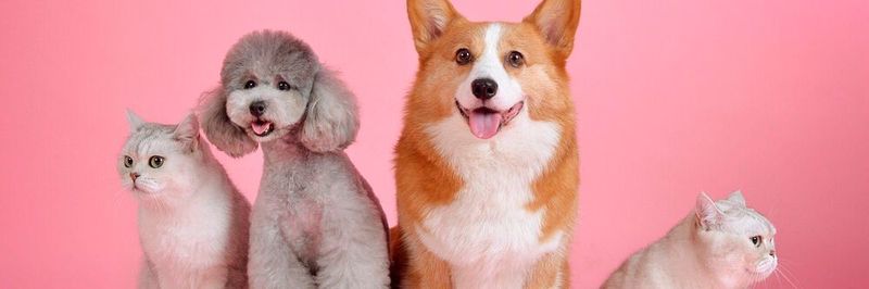 New research offers important insights into how to incorporate pets into marketing communications.
