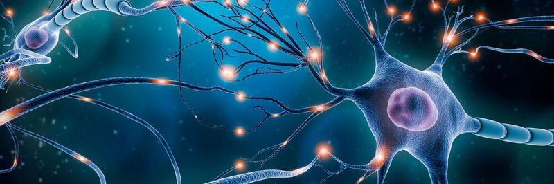 Neuronen im Hirn: Forscher haben ein neuronales Netz aus Tausenden von Nervenzellen in einem Computer simuliert. Das Neuron ist erstmals aus Softwarecode entstanden.