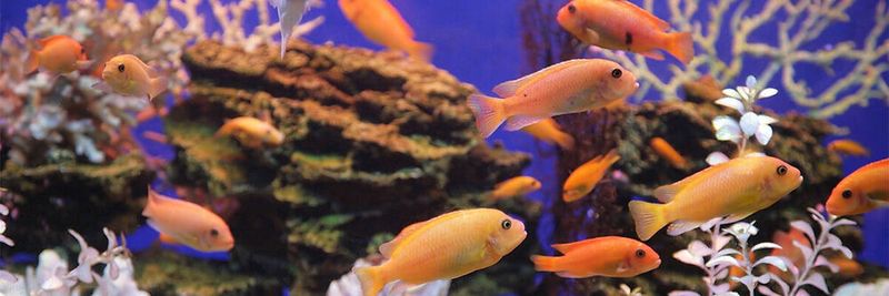 „Redfish“ hat sich als Standard für ein herstellerunabhängiges System-Management durchgesetzt und IPMI weitgehend abgelöst.