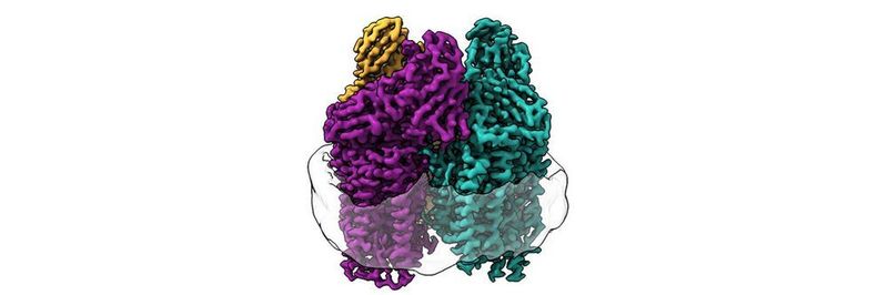 Cryo-EM illuminated never-before-seen structures in the membrane of the protein.