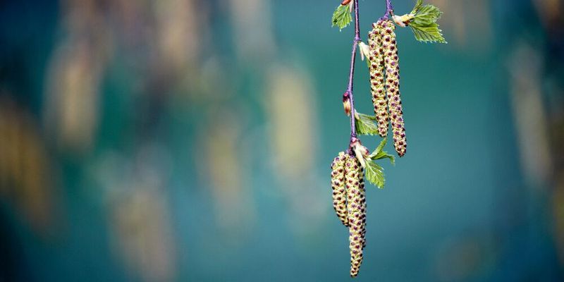 Abb. 1: Birkenpollen sind für viele Pollenallergiker besonders lästig – ein genaues Pollenmonitoring kann Erleichterung verschaffen.