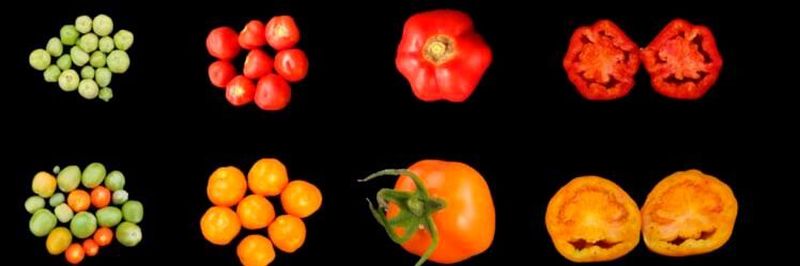 A team of KAUST plant scientists introduced a single gene of the carotenoid pathway into tomatoes, leading to an increase in crop yield, nutritional value and stress tolerance (wild type tomatoes on the top, tomatoes expressing LCYB on the bottom).