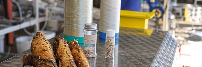 Chicorée-Wurzelrüben als Ausgangsbiomasse im Vordergrund, in der Mitte das PEF-Granulat hergestellt von der AVA Biochem und im Hintergrund PEF-Fasern für zum Beispiel Reifencord oder Textilien. Diese wurden beim DITF in Denkendorf im gemeinsamen Forschungsprojekt PFIFF und dem Nachfolgeprojekt PFIFFIG produziert.