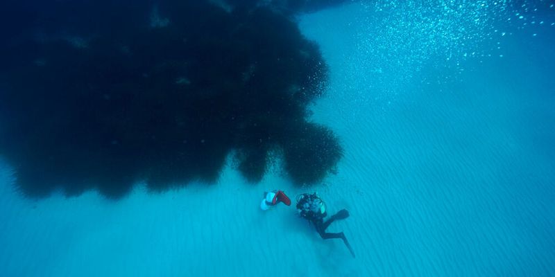Schön anzusehen, schwer zu messen: Die Messung von Stoffwechselprodukten, wie Saccharose und Phenolen, im Meerwasser ist schwierig. Die Forscher des Max-Planck-Instituts für Marine Mikrobiologie in Bremen mussten eine spezielle Methode entwickeln.